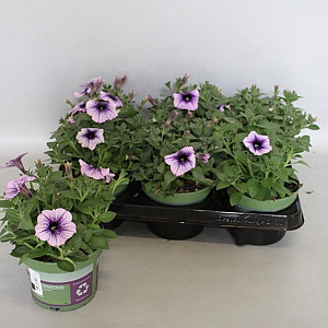 Petunia Blue Vein GM P12