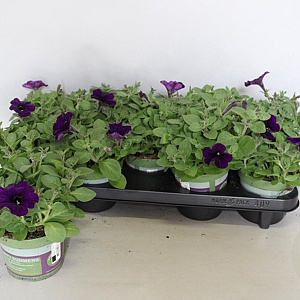 Petunia Dark Blue GM P12