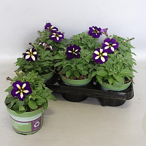 Petunia Lucky Lilac GM P12