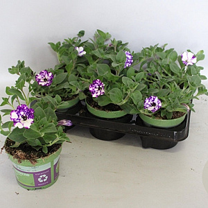 Petunia NightSky GM P12