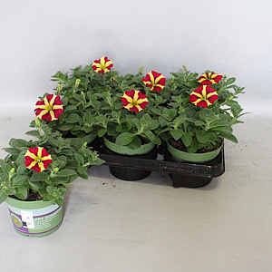 Petunia Queen of Hearts GM P12