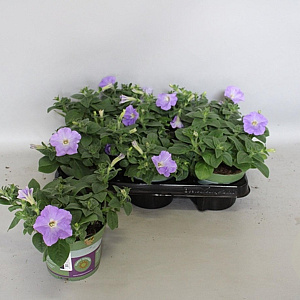 Petunia Sky Blue GM P12