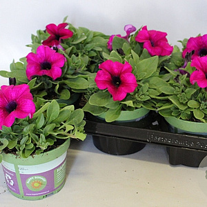 Petunia sanguna mega Purple GM P12