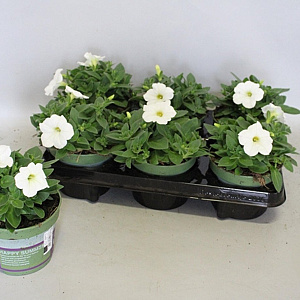 Petunia White GM P12