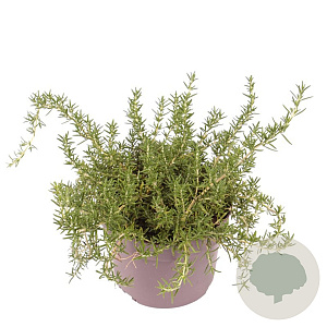 Rosmarinus off. 'Capri' 10-15 cm 2,0L