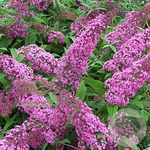 Buddleja d. 'Orchid Beauty' 40-60 cm 2,0L