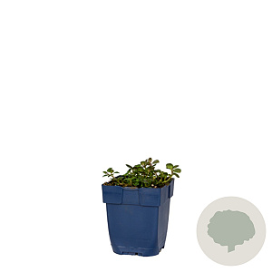 Chaenorhinum origan. 'Blue Dream' GM  P11