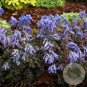 Corydalis flex. 'Purple Leaf' GM P9