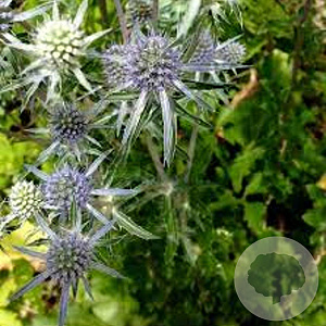 Eryngium pl. 'Blaukappe' GM P9