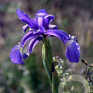 Iris spuria GM P9