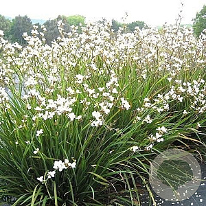Libertia formosa GM P9