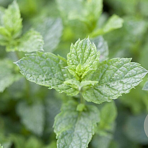 Mentha spicata 'Carmagnola' GM P9
