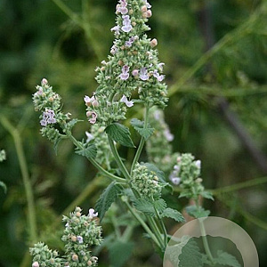 Nepeta cataria 'Citriodora' GM P9