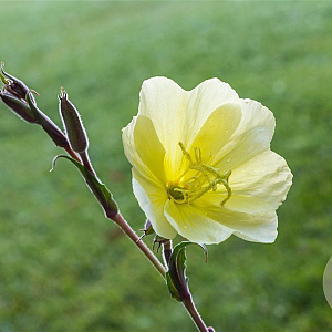 Oenothera stricta 'Sulphurea' GM P9