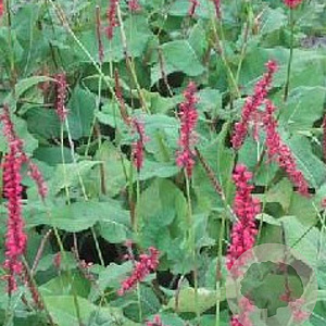 Persicaria a. 'Firedance' GM P9