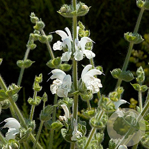 Salvia argentea GM P9