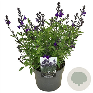 Salvia gr. Mirage Blue GM  P11