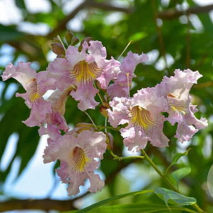 Chitalpa tashkentensis 350-400 cm cont. 130L