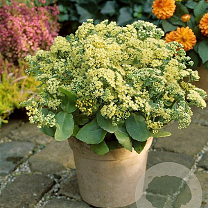 Sedum 'Sunkissed' GM P9