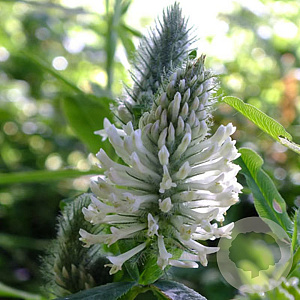 Trifolium rubens 'Album' GM P9