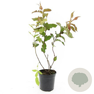 Diervilla sessilif. 'Dise' GM C1.3