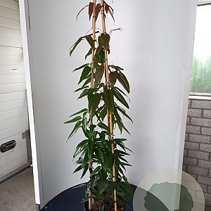 Clematis arm. 'Apple Blossom' 175-200 cm 20L 3 stok