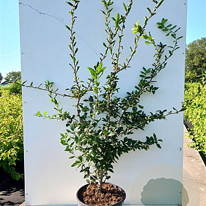 Crataegomespilus dardarii 175-200 cm 20L