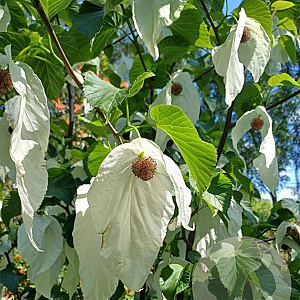 Davidia inv. 'Sonoma' 200-250 cm cont. 180L