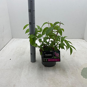 Deutzia hybrida 'Tourbillon Rouge' 30-40 cm 3,0L