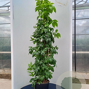 Eleutherococcus senticosus 200-250 cm 20L