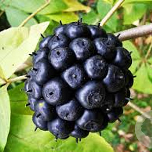 Eleutherococcus senticosus 200-250 cm 20L