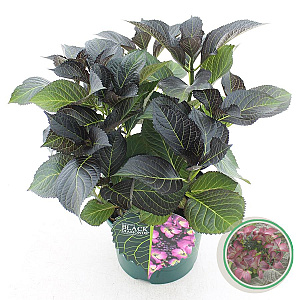 Hydrangea m. B D. Dark Angel Purple 30-40 cm 5,0L