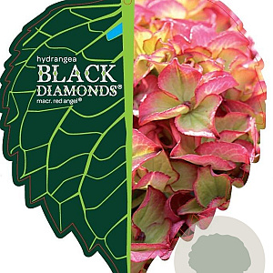 Hydrangea m. Black Diamonds Mix 30-40 cm 5,0L