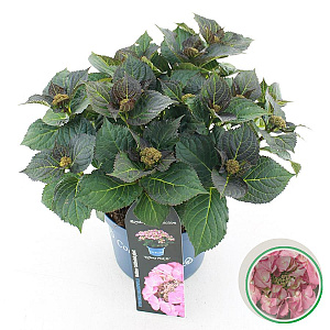 Hydrangea m. 'Tiffany' 25-30 cm 3,5L rose