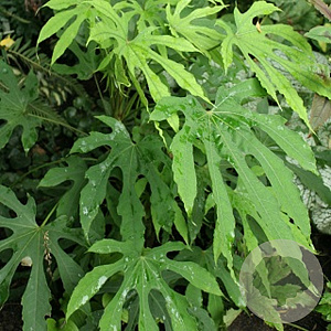Fatsia polycarpa 'Green Fingers' 125-150 cm 20L