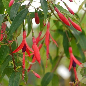 Fuchsia hatschbachii 100-125 cm 20L