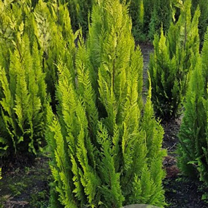 Chamaecyparis l. 'Ivonne' 100-125 cm met kluit