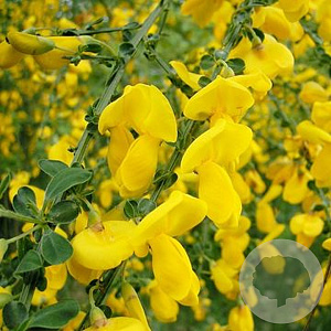 Cytisus scop. 'Vanesse' 60-70 cm 10L