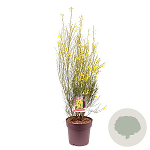 Cytisus scop. 'Vanesse' 60-70 cm 10L