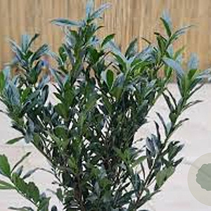 Prunus l. Otto Supreme 60-70 cm met kluit