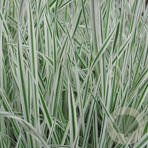 Arrhenatherum bulbosum 'Variegatum' GM P9 BIO