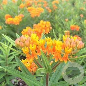 Asclepias tub. 'Gay Butterflies' GM P9 BIO