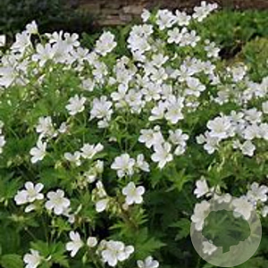 Geranium sylv. 'Album' GM P9 BIO
