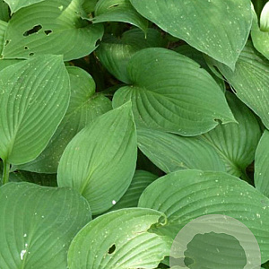 Hosta 'Fortunei Obscura' GM P9 BIO
