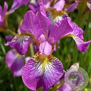 Iris sib. 'Sparkling Rose' GM P9 BIO