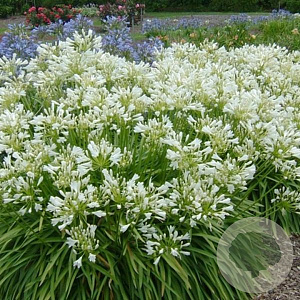 Lychnis viscaria 'Alba' GM P9 BIO