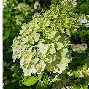 Hydrangea pan. Hercules 125-150 cm 20L