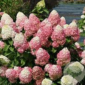 Hydrangea pan. Quick Fire Fab 80-100 cm 20L