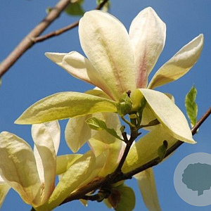 Magnolia 'Banana Split' 175-200 cm 20L