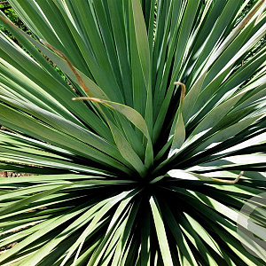 Nolina nelsonii 100-125 cm 35L